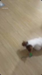 Speedy Tail | Unleash the Chase. Spark the Joy